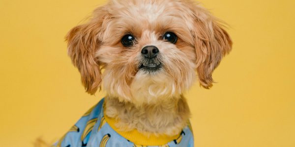 pert services marketing